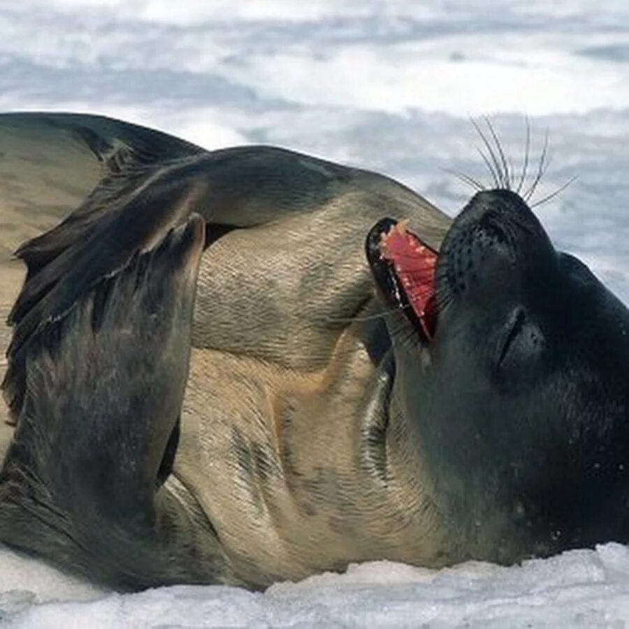The little seal is laughing at us. Тюлений грипп. Тюлень с сердечком. Тюлень Уэдделла с рыбой во рту.