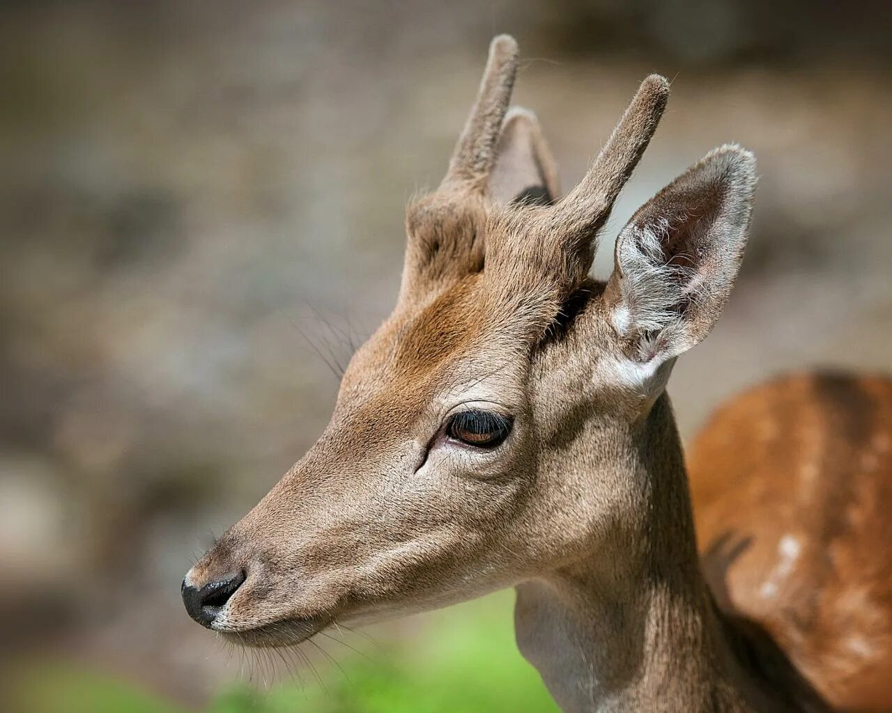 кратко о верблюде детям. олень лань косуля. копыта антилопы. европейская косуля следы. похожи ли копыта верблюда и косули.