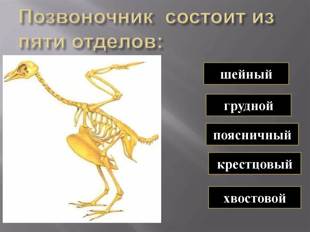 Особенности шейных позвонков птиц. Отделы позвоночника птиц. Позвоночник птицы состоит из отделов. Позвоночник птиц состоит из пяти отделов. Шейный отдел позвоночника птиц.