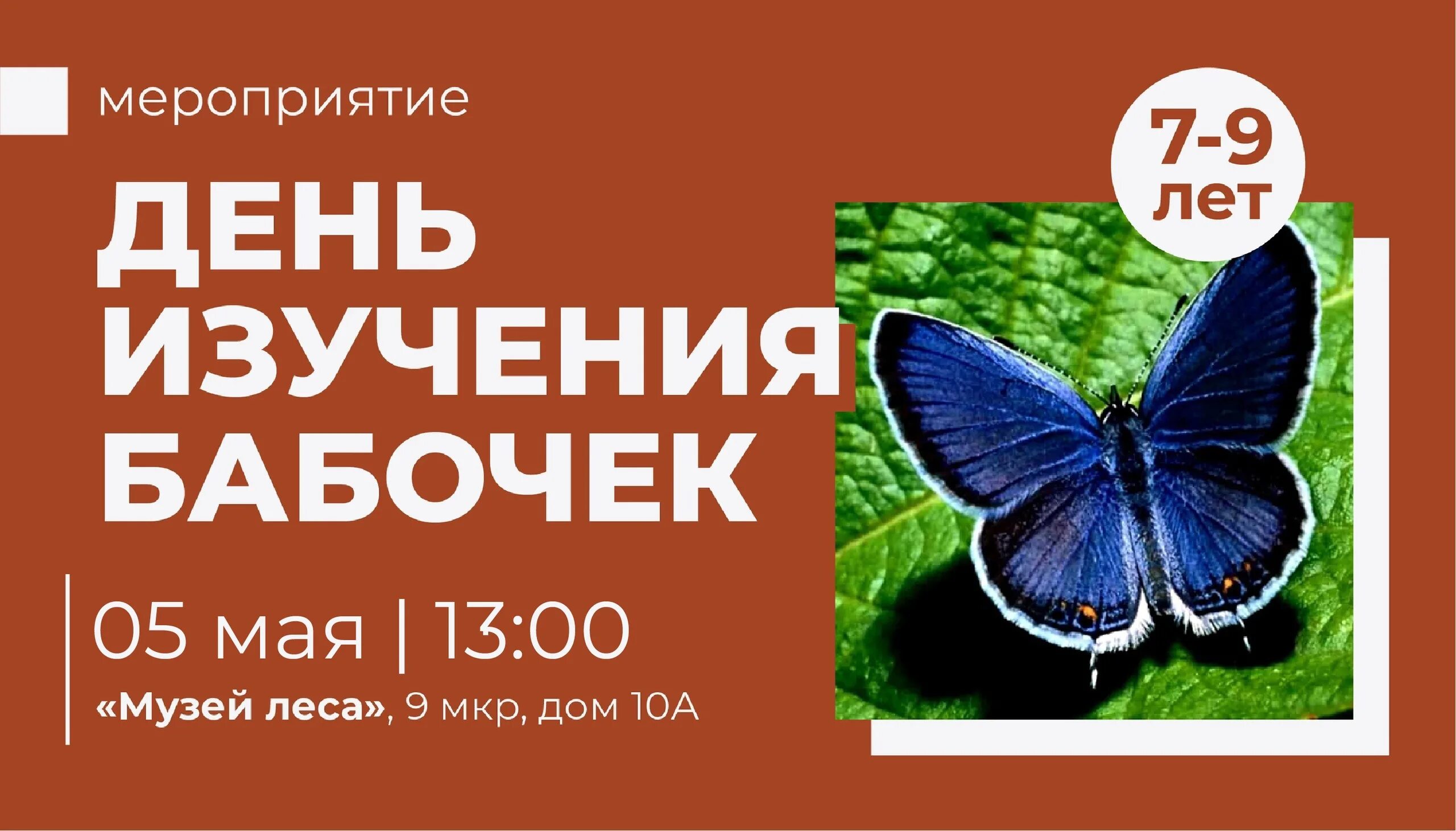 День изучения бабочки. День изучения бабочек для детей. Открытка с днем изучения бабочек.