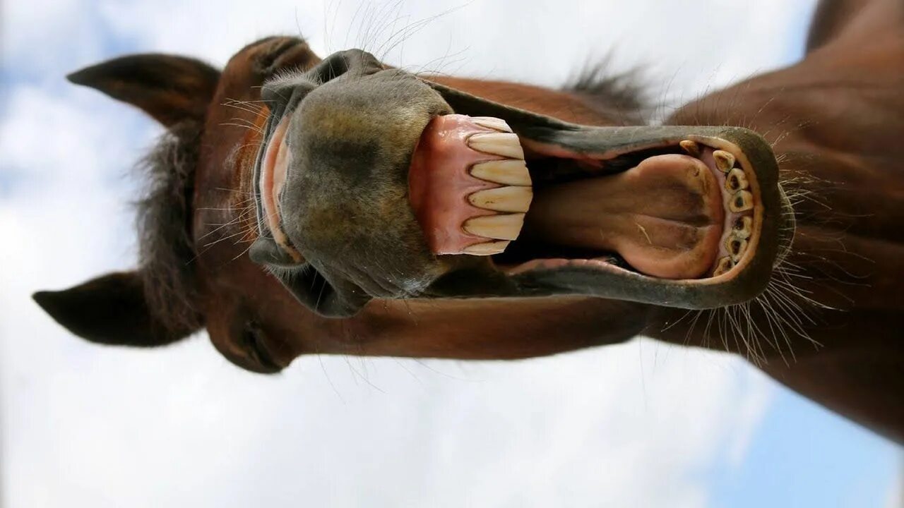 Лошадь ржет. Конь смеется. Лошадь смеется.