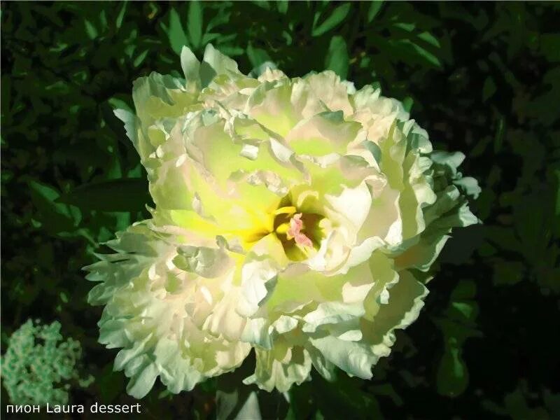 Пион laura dessert фото и описание. Пион (paeonia) laura dessert. пион молочноцветковый laura dessert.
