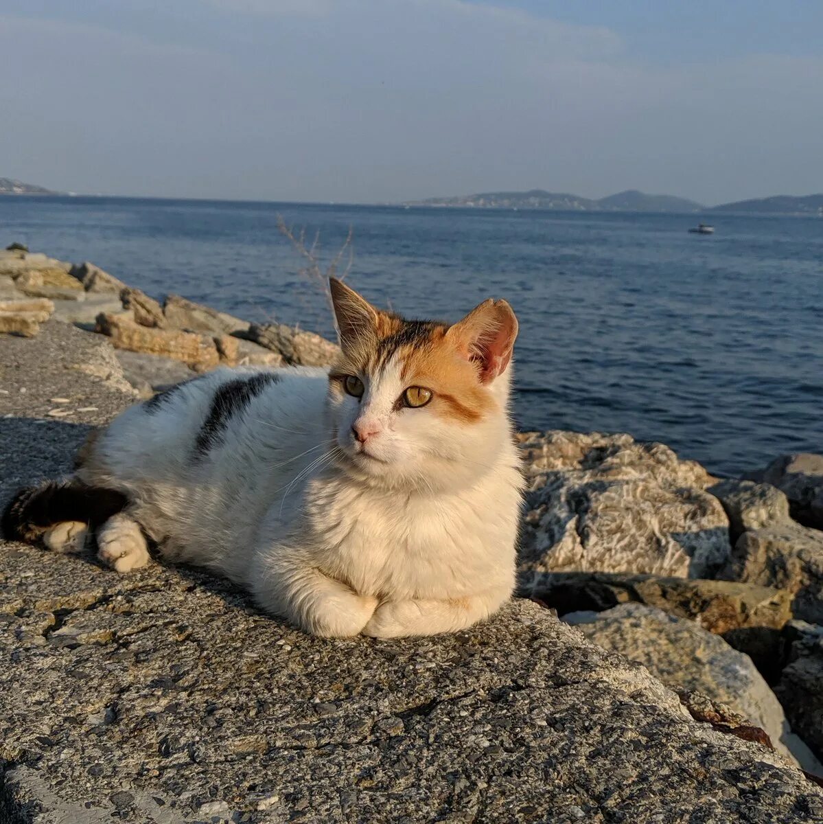 Кошечка живая. Котенок и лето. Живые котята. Котёнок. Покажи живого котика.