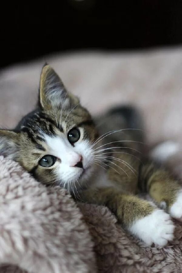 Молодежь в интернете. Кошка царапается. Box of derp. Xkcd303. Chat thing.