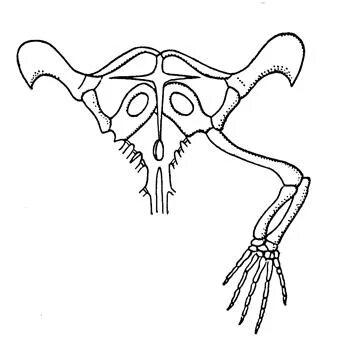 Пояса конечностей ящерицы. Скелет конечностей пресмыкающихся. Скелет передних конечностей рептилий. Коракоид плечевого пояса,. Скелет ящерицы коракоид.