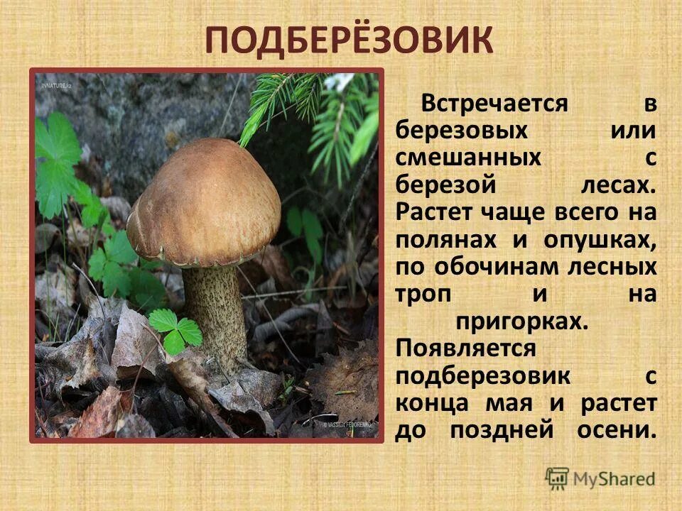 Как определить приставку в слове 4 класс. Подберезовик от какого слова образовано. Глагол однокоренное с березой. Синонимы к слову лесистый. Берёза однокоренные слова.
