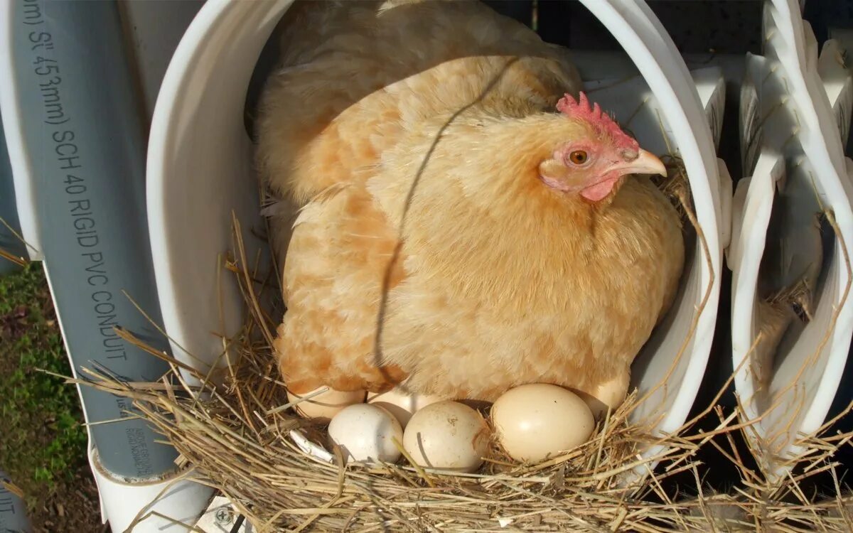 Курица можно сесть. Курочка высиживает яйца. Курица высиживает цыплят. Курица сидит на яйцах. Курица с яйцами.