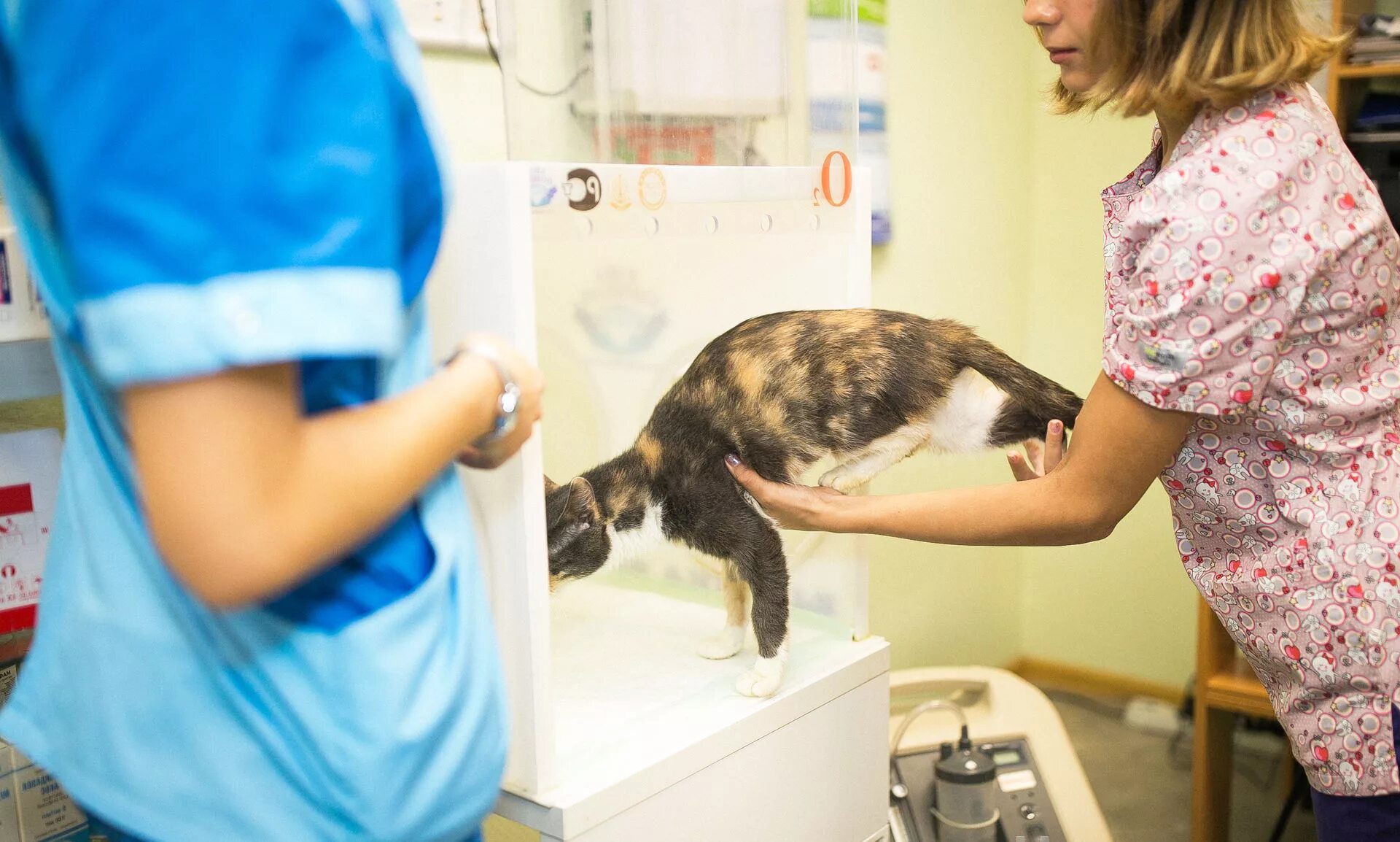 Инсульт у кошек признаки. Симптомы отравления у кошек. Бенгальский кот в ветеринарной больнице.