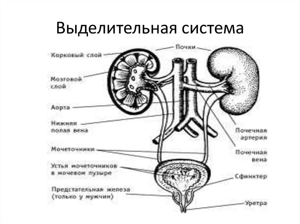 Строение выделительной системы анатомия. Выделительная система человека строение почки. Строение выделительной системы рисунок. Строение мочевой системы человека.