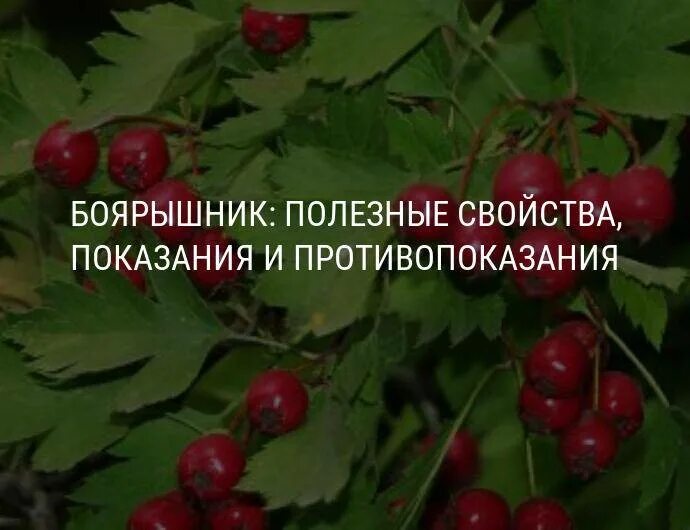 Характеристики лекарственного растения боярышник. Для чего полезен боярышник. Польза плодов боярышника. Боярышник польза и противопоказания для женщин. Боярышник польза и противопоказания для женщин.