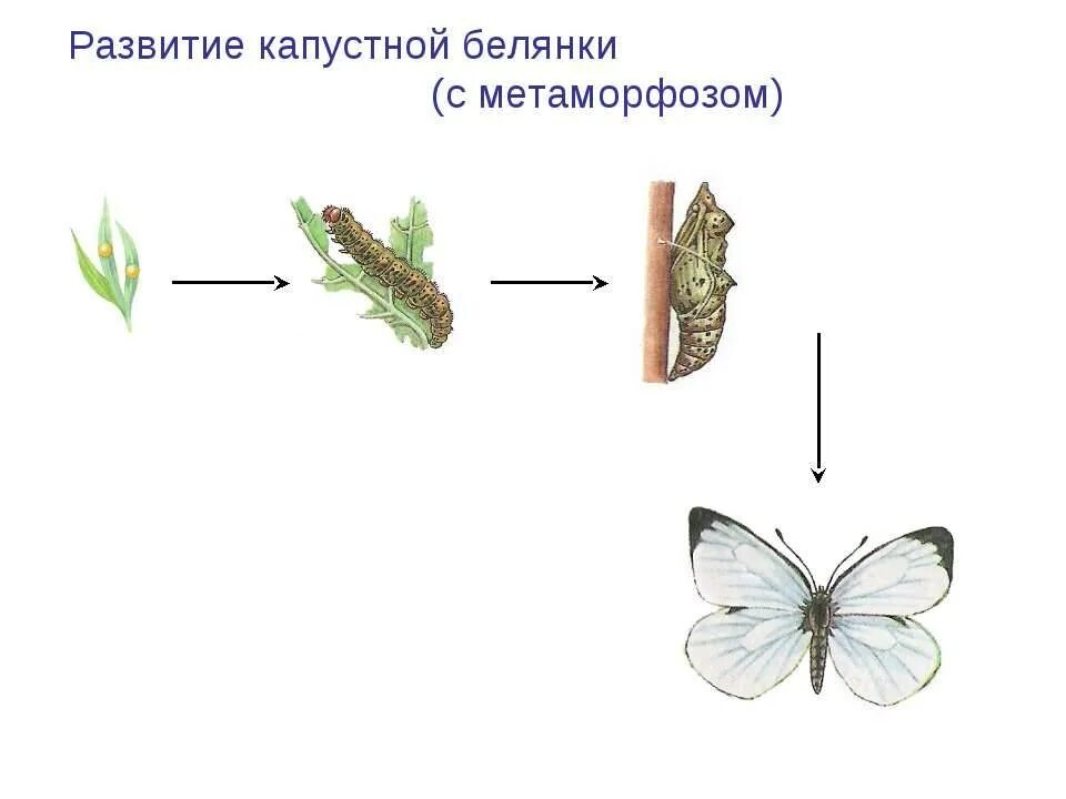 Какой тип развития характерен для бабочек. Развитие капустной белянки. Жизненный цикл бабочки капустницы. Цикл развития капустной белянки. Стадии развития бабочки капустницы.
