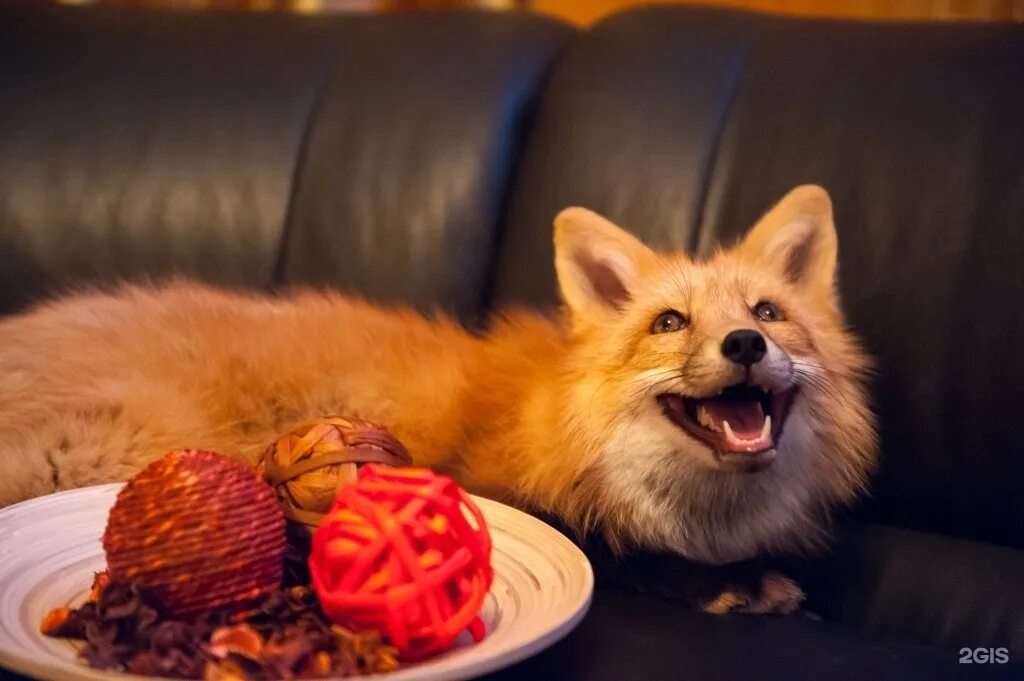 Лиса ест ягоды. Баргузинский заповедник лиса. Лиса питается. Лиса ест. Питание лис.