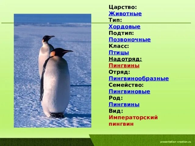 Птицы класс отряд семейство. Систематика пингвина Императорского. Отряд пингвины систематика. Пингвины царство Тип класс отряд вид. Научная классификация пингвинов.