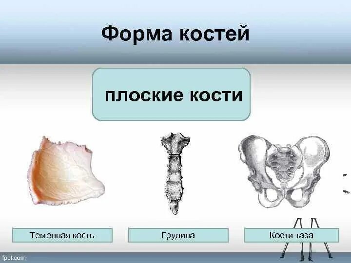 Какой тип костей. Плоские кости. Плоские широкие кости. Широки е плоскте костьит. Строение плоской кости.