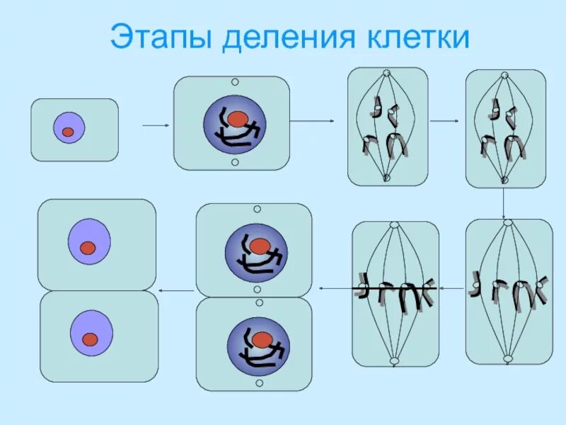 Накопление энергии для деления клетки. Деление клетки. Этапы деления клетки. Схема деления клетки. Жизнедеятельность клетки деление клетки.