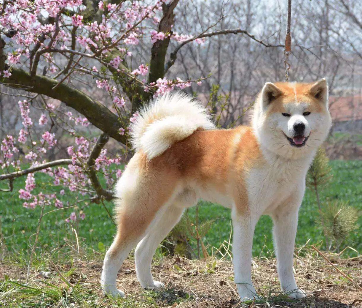 Собака япония акита. Акита-ину. Японская Акита ину. Порода Хатико Акита-ину. Японская овчарка Акита.