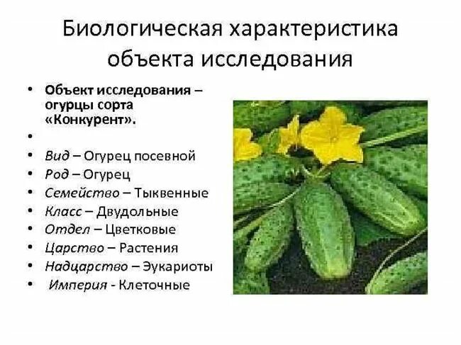 Характеристика огурца. Биологическая характеристика огурца. морфологическое строение огурца. характеристика растения огурец. характеристика цветка огурца.
