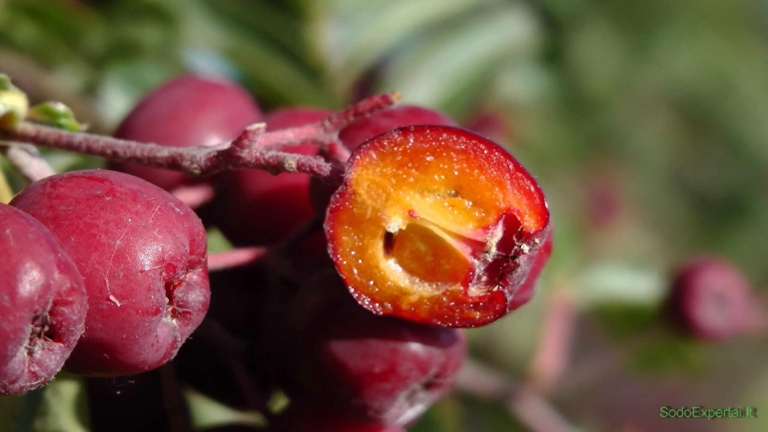 Рябина рябина Гранатная. Рябина `Гранатная`, Sorbus `Granatnaja`. Рябина плодовая ликерная. Рябина гибридная Гранатная.