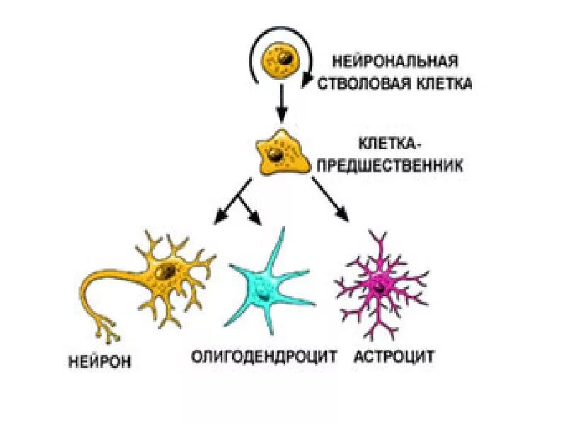 Стволовые клетки нервной ткани. Клетки предшественники нейронов. Нейральные стволовые клетки. Нейрональная стволовая клетка. Деление стволовых клеток