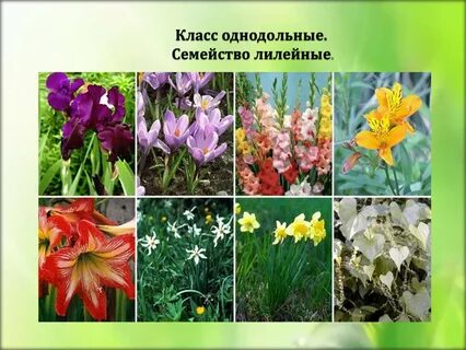 Какие цветы относятся к семейству лилейные