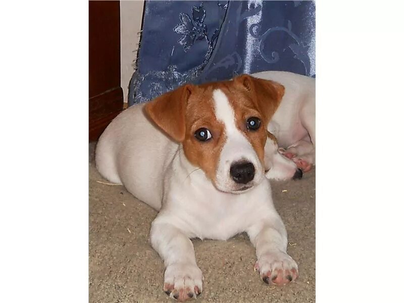 джек-рассел-терьер щенок. джек рассел щенок. джек рассел терьер мягкошерстный. джек-рассел-терьер щенок. джек рассел 3хцветный.