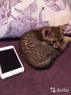 Авито ярославль котята в добрые