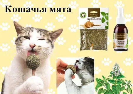 Можно ли кошкам мяту