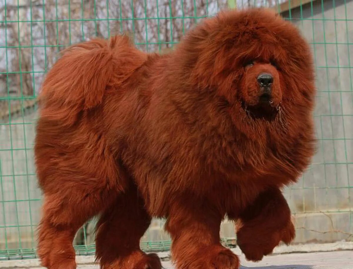 Самая большая собака название. Тибетский мастиф. Тибетский мастиф Хонг Донг. Тибетский мастиф великан. Собаки породы тибетский мастиф.