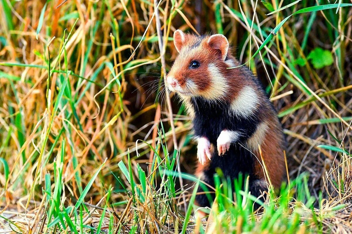 Как выглядит карбыш. Лесной хомяк карбыш. Обыкновенный хомяк Cricetus Cricetus. Степной хомяк карбыш. Дикий Лесной хомяк карбыш.