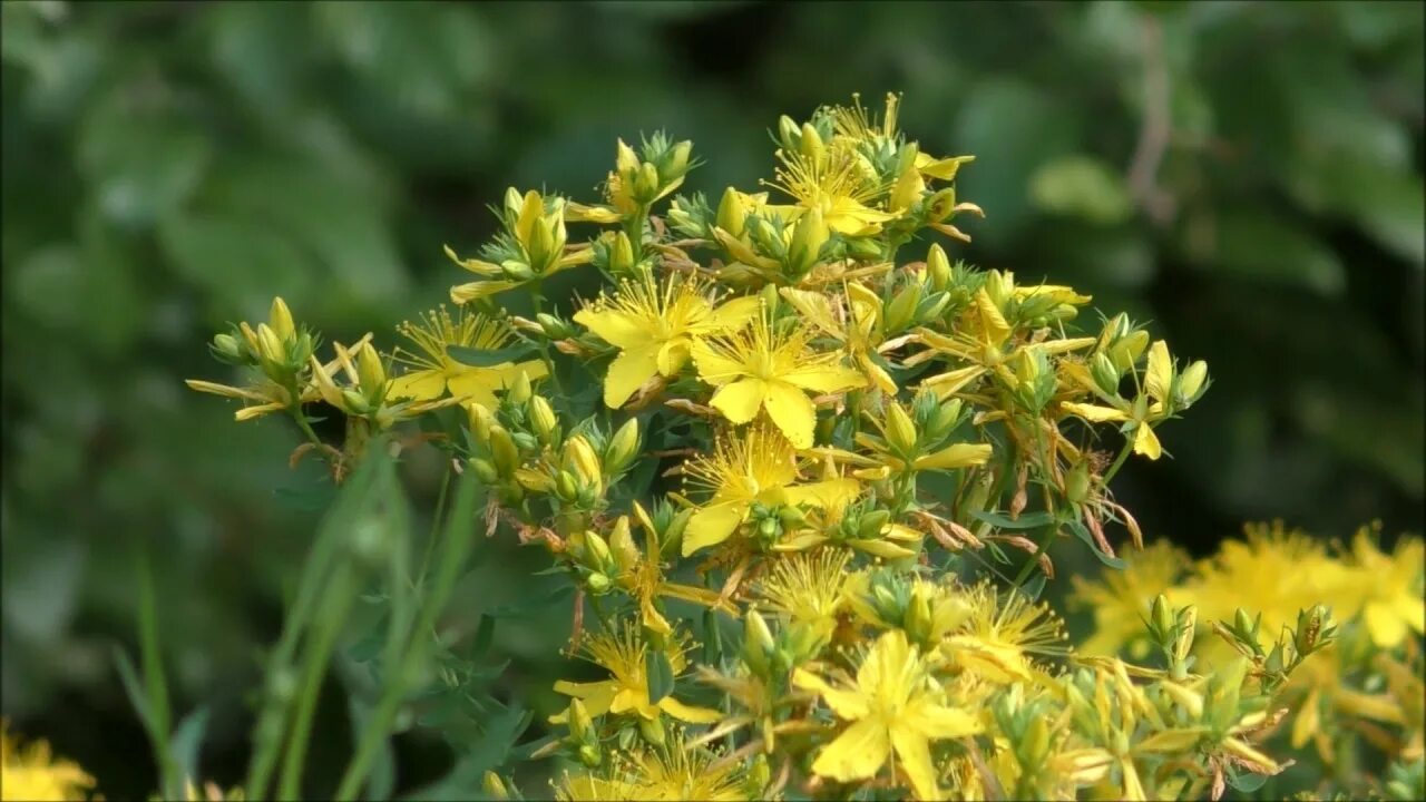 Трава зверобоя продырявленного. Зверобой продырявленный (Hypericum perforatum). Зверобой четырёхкрылый. Зверобой ясменниковый. Поставь зверобой