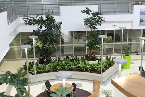 Low plants