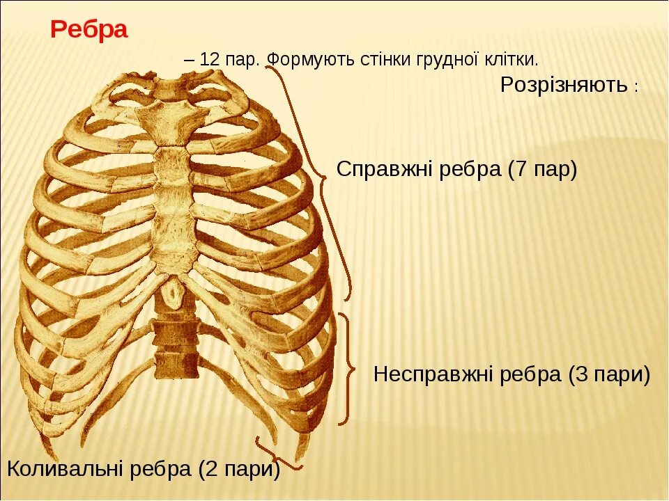 Ребра истинные ложные колеблющиеся. Ребра анатомия человека строение. 12 Пар рёбер в грудной клетке. Грудная клетка истинные ребра.