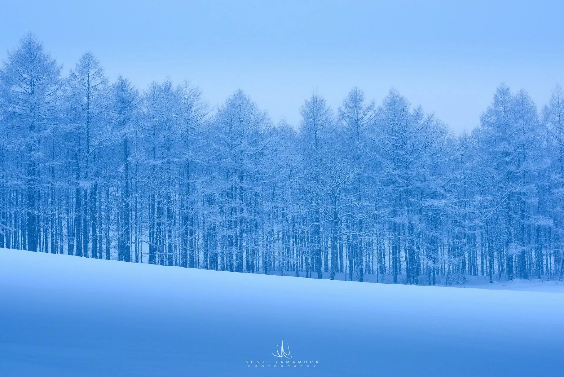 Cold and snowy. Зимний лес в синих тонах. Лес зима в голубых тонах. Зимний лес в голубых тонах. Зима холода.