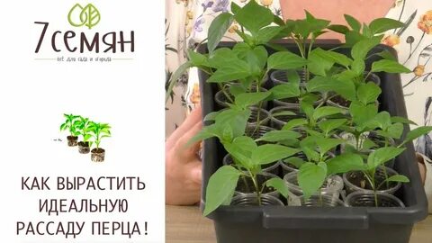 Можно посадить перец на рассаду в апреле