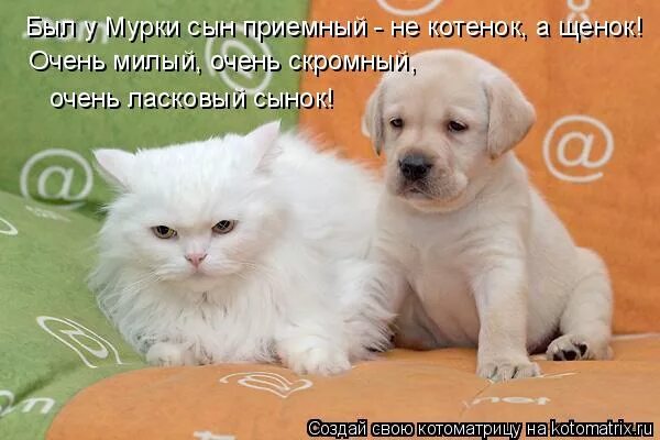 Стих про котят и щенят. Был у кошки сын приемный не котенок а щенок. Стих был у кошки сын приемный. Стихотворение был у кошки сын приемный не котенок а щенок.