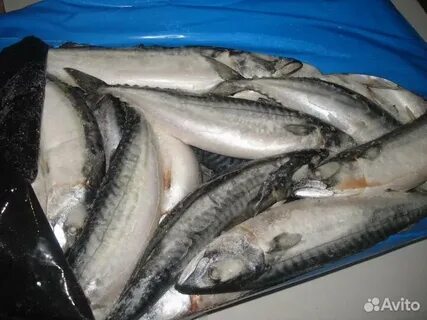 Скумбрия свежемороженая жарить