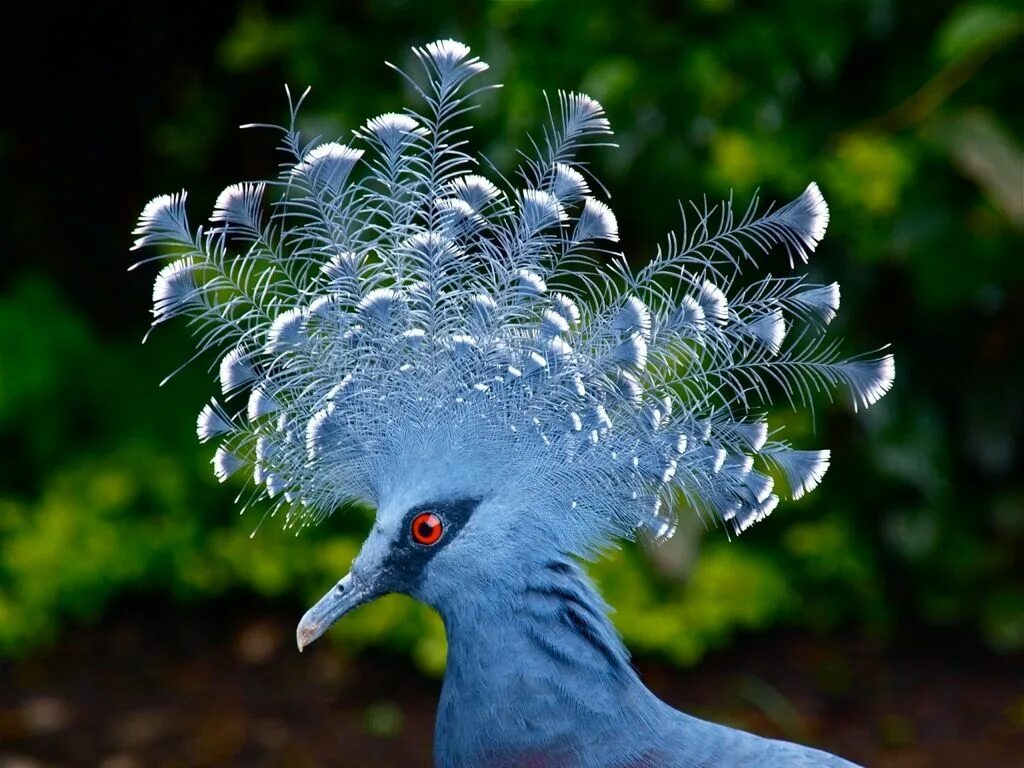 O bird. Веероносный венценосный голубь. Веероносный венценосный голубь Goura Victoria. Верееносный весценоснвф голубь. Королевский венценосный мухоед.