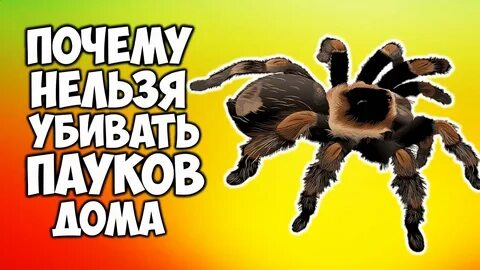 Паука нельзя назвать красивым животным