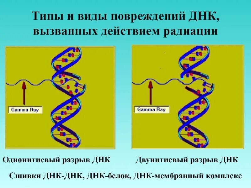 Действие ионизирующего излучения на ДНК. Сшивки ДНК-ДНК. Типы повреждений ДНК. Основные типы повреждения ДНК.