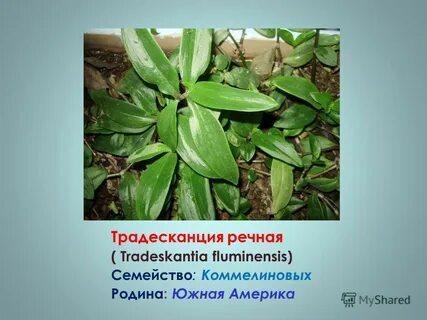 Традесканция строение листа
