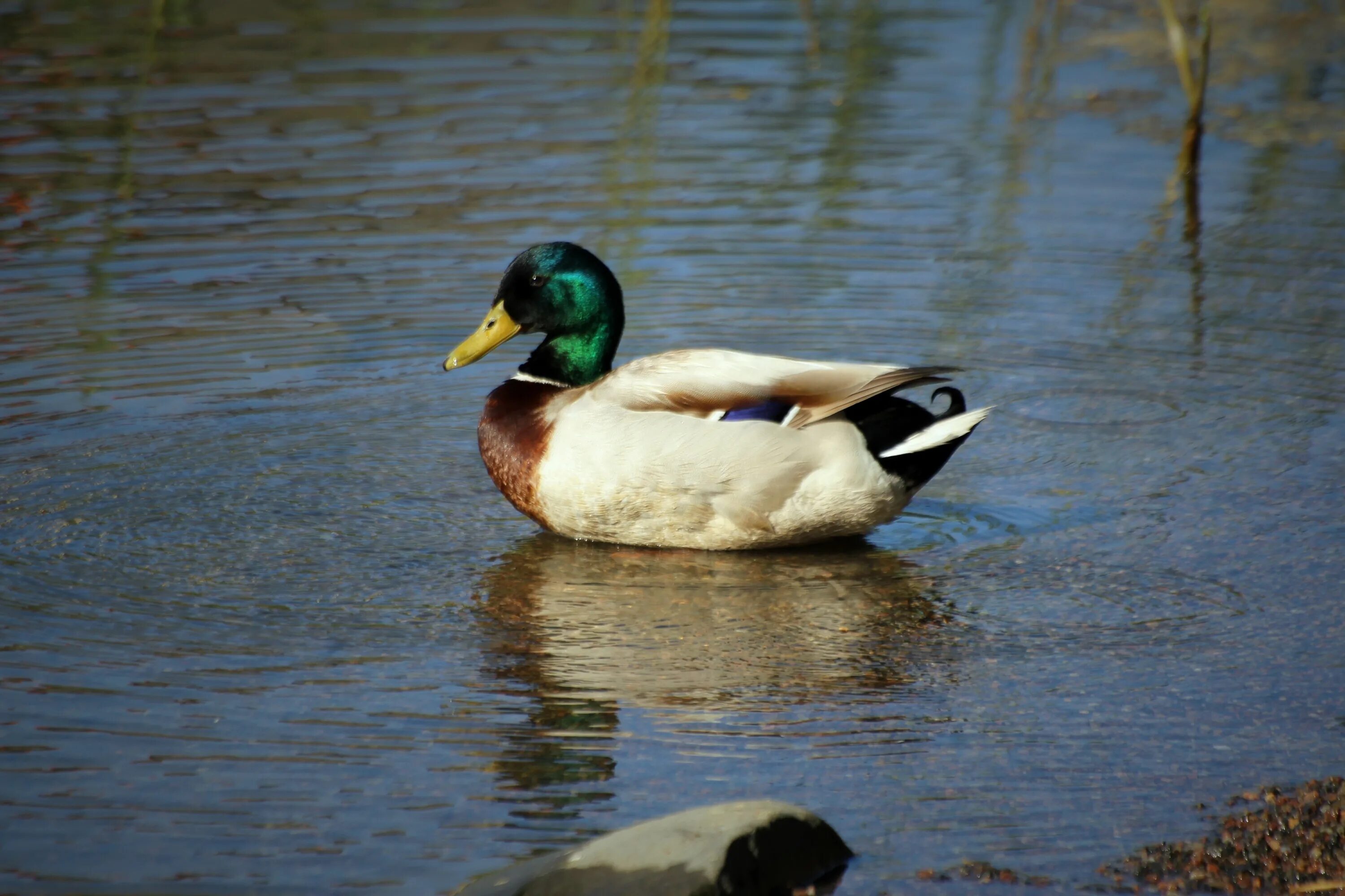 Duck com. Водоплавающие птицы Финляндии. Птицы Финляндии утки. Финский утёнок. Утки финского залива.