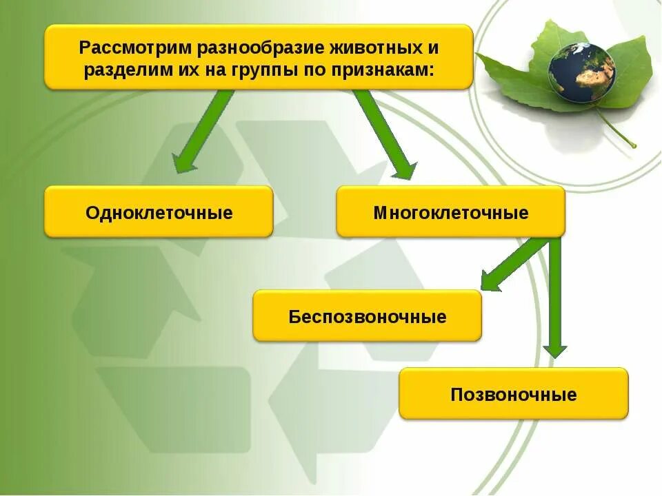 Урок многообразие животных. Разнообразие животных 3 класс. Разнообразие животных 3 класс окружающий мир. Разнообразие животных 3 класс презентация. Презентация на тему многообразие животных.