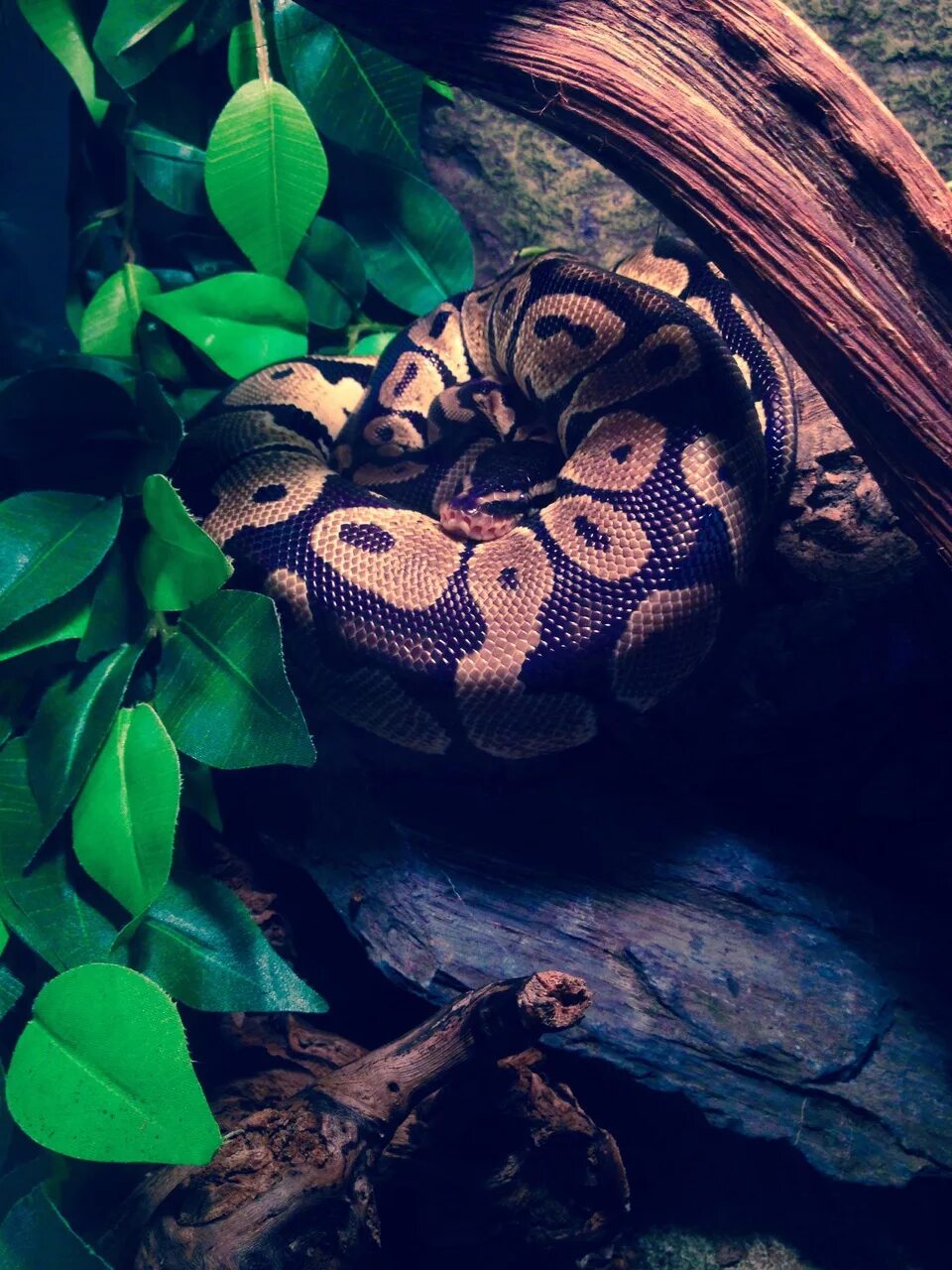Тропическая змея 4. Тропические змеи. Красивая змея. Красивые змеи. Самая красивая змея.