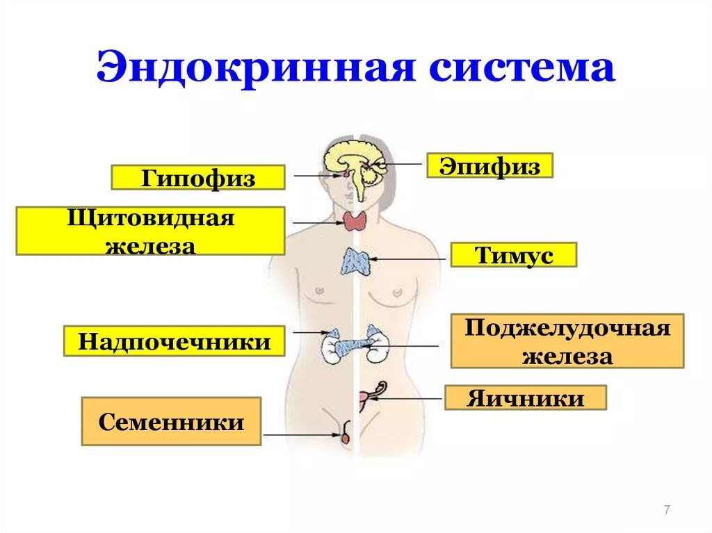 Какие железы связаны с эндокринной системой. Схема строения эндокринной системы. Железы внутренней секреции анатомия. Гуморальная система человека анатомия. Эндокринная система железы внутренней секреции.