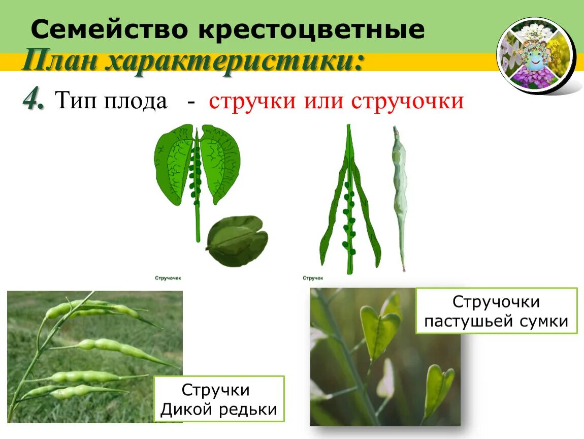 Крестоцветные стручочек. Семейство крестоцветные плод стручок. Стручок и стручочек крестоцветные. Стручочек крестоцветных. Тип плода крестоцветных.