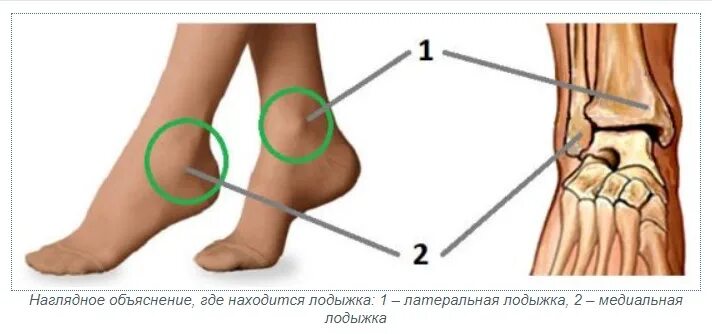 Нога человека щиколотка. Медиальная и латеральная лодыжки. Голень, голеностопный сустав, стопа. Медиальная лодыжка расположена. Голеностоп кость сбоку.