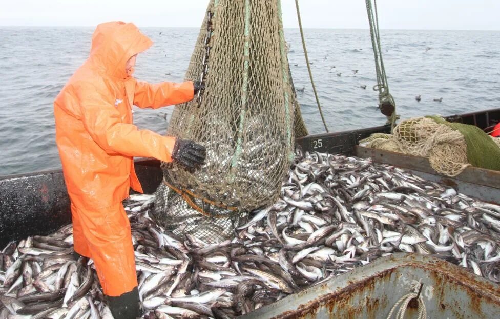 Тралком магадан. Промысловые рыбы охотского моря. Минтай охотского моря. Промысловые рыбы чукотского моря. Минтай охотского моря.
