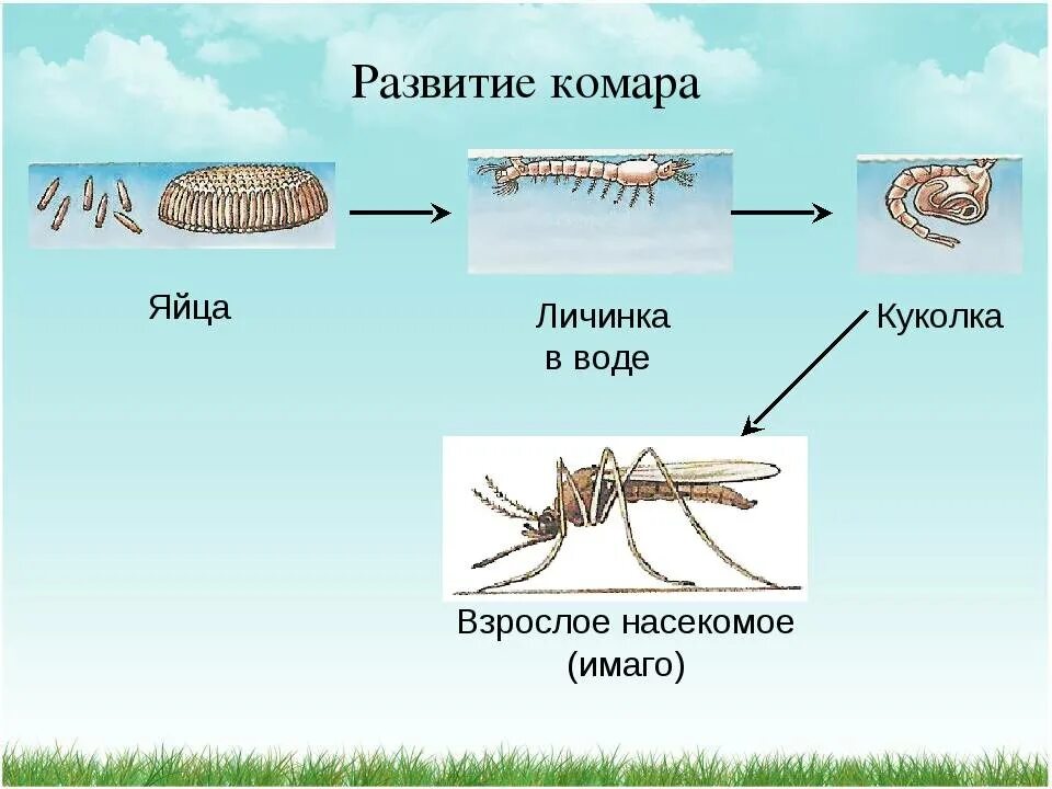 Яйцо личинка куколка Имаго комара. Стадии развития комара. Стадии развития личинки комара. Этапы развития комаров.