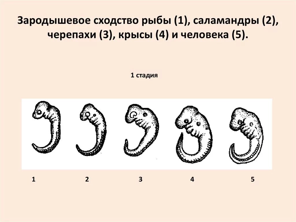 Эмбриональное развитие человека в основном. Эмбриональное развитие человека. Сходство стадий эмбрионального развития. Стадии эмбрионального развития человека. Зародышевое сходство.