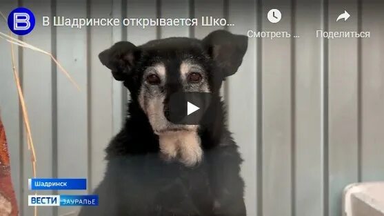 Щенок под опекой внука 7 букв. Приют для собак в г.Шадринске. Приют для животных приют надежды в Красноярске приют надежды. Приют для собак Шадринск фото.
